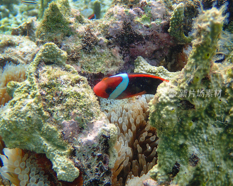 肉桂小丑鱼(Amphiprion melanopus)靠近它的海葵